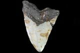 Bargain, Megalodon Tooth - North Carolina #82903-1